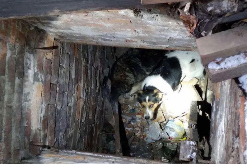 Спасатели вызволили двух провалившихся в подполье собак во Втором Иркутске