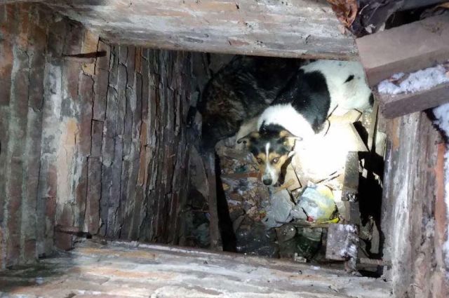 Спасатели вытащили двух собак, провалившихся в подполье в Иркутске