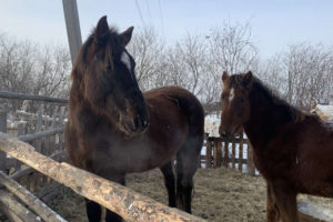 Жительница Иркутского района украла из соседней деревни лошадь и жеребенка