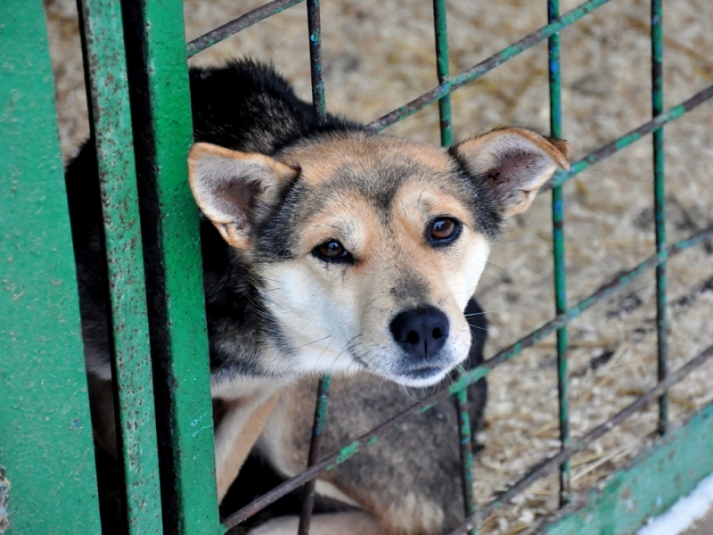 В России вводят штраф до 150 тысяч рублей за жестокое обращение с животными