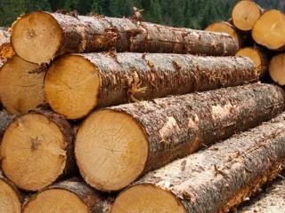 Многочисленные нарушения при экспорте леса обнаружены у трёх предприятий Приангарья