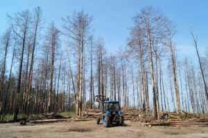 В Приангарье на 2,4 млн рублей оштрафовали нарушителей лесного законодательства