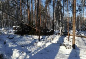 Незаконную рубку леса пресекли в Боханском районе Иркутской области