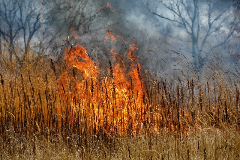 Восемь лесных пожаров ликвидировали в Иркутской области за сутки