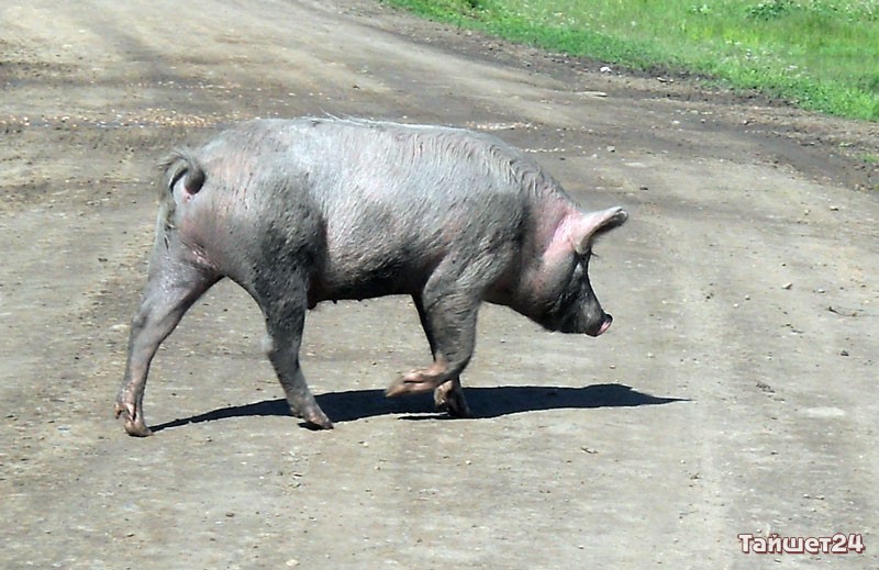 Тайшетский суд разрешил бывшему мэру города Николаю Шрайнеру разводить свиней