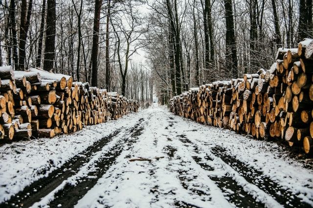 Бороться с контрабандой леса в России будет новая госкорпорация