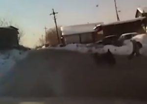 Автора видео о нападении стаи собак на девочку ищут в Иркутске