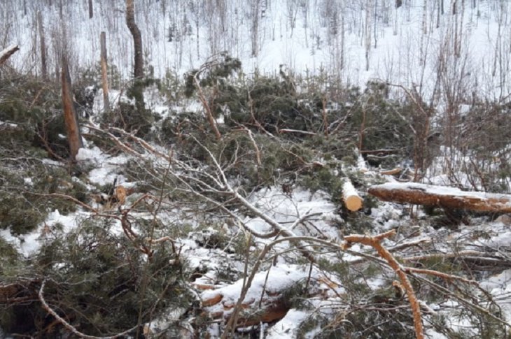 В Братском районе пресекли незаконную рубку древесины на полмиллиона рублей
