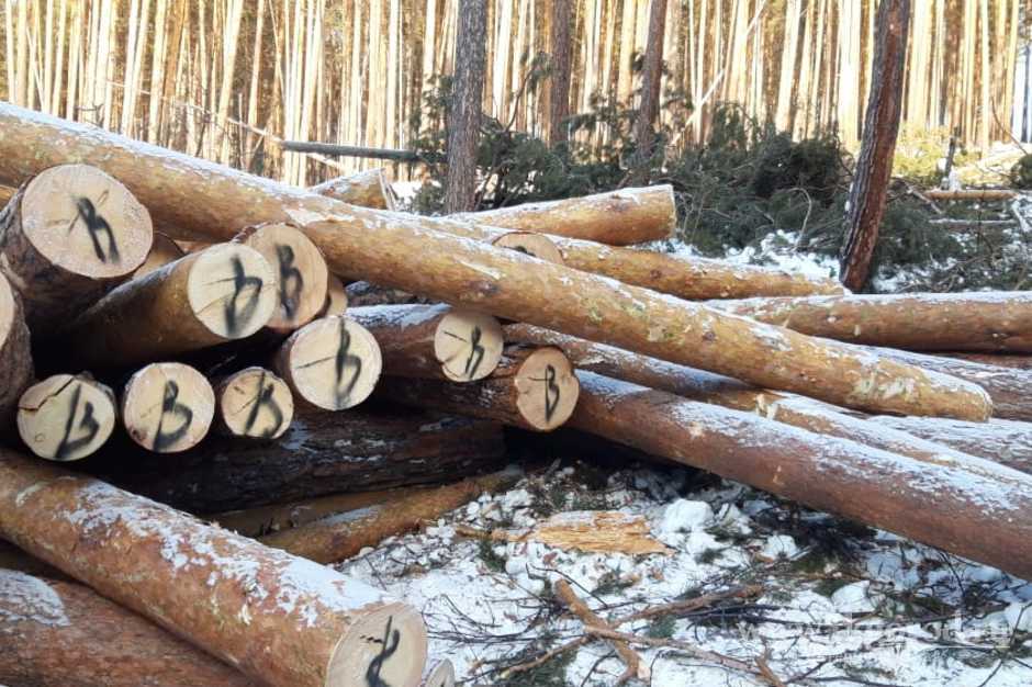 В Братском районе трое мужчин незаконно вырубили лес на полмиллиона рублей