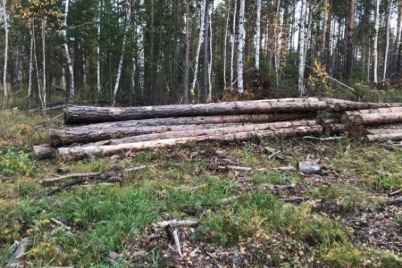 Главаря банды "черных лесорубов" осудили за вырубку леса на 16 млн рублей в Приангарье 