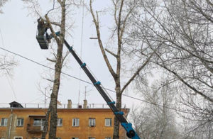 Весной в Иркутске проведут формовочную обрезку 500 деревьев
