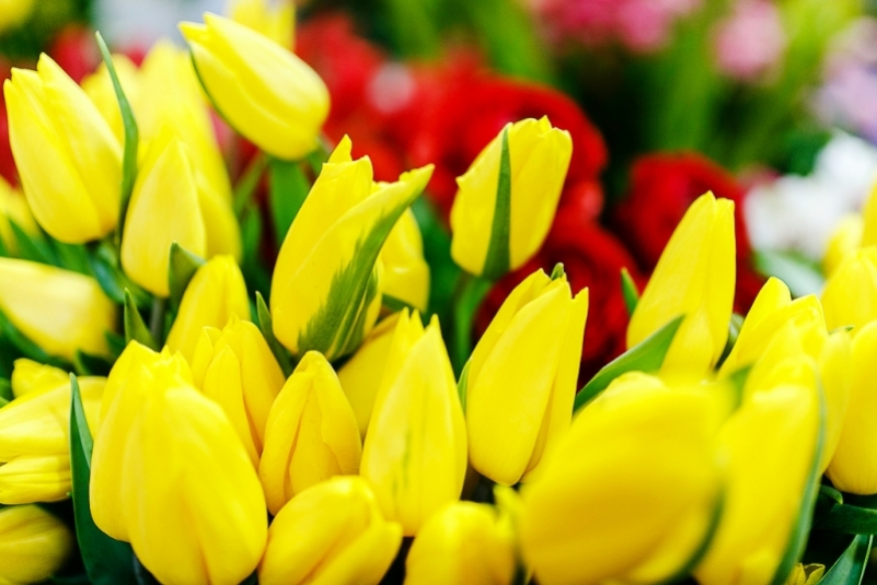 Мужчины, готовьтесь! Цветы на 8 марта в России рекордно подорожают