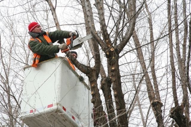 250 аварийных деревьев спилят в Иркутске