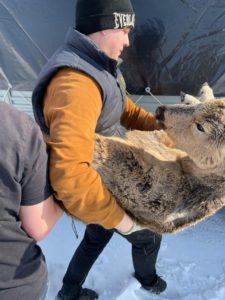Сотрудники Заповедного Прибайкалья спасли косулю со льда Байкала