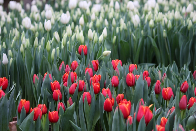 Более 48 тысяч тюльпанов вырастили в Иркутске к 8 марта