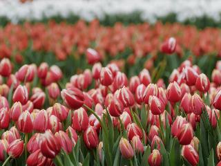 В Иркутске вырастили 75 тысяч цветов к 8 марта