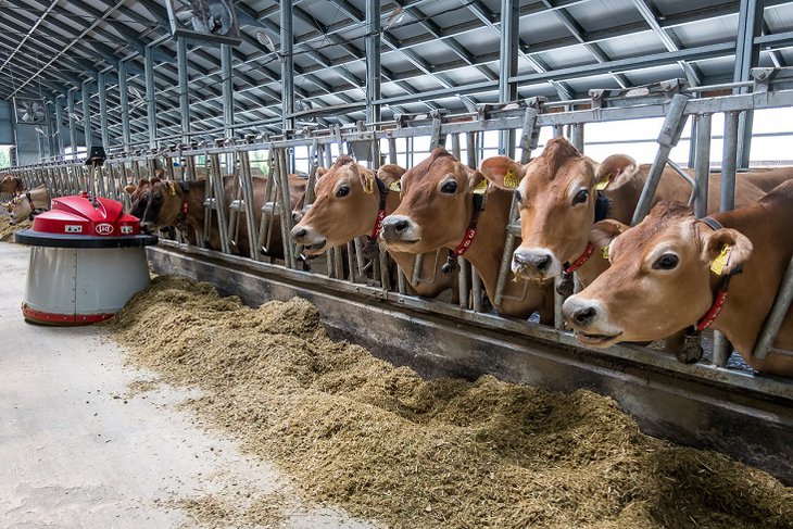Три семейные животноводческие фермы построят на гранты в Иркутской области