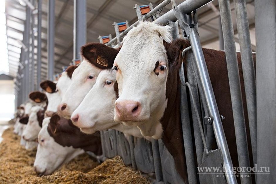 Фермеры Иркутской области получили гранты на строительство трёх семейных молочных животноводческих ферм