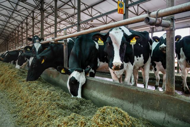 Три новых молочных фермы построят в Приангарье на региональные гранты