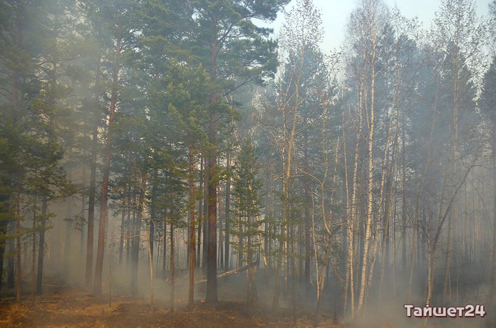 Особый противопожарный режим введут в лесах Иркутской области 10 апреля