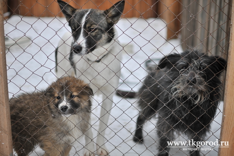 Бездомных собак, которых будут привозить в Братск в госприют для животных из других северных районов, в городе выпускать на волю не будут