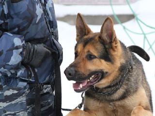 В Тайшете полицейская собака унюхала четверть килограмма марихуаны
