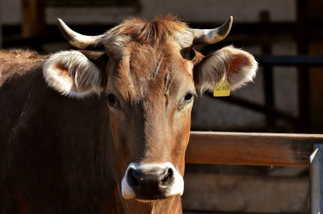 Ветслужба выяснила, от чего в Приангарье погибло стадо коров