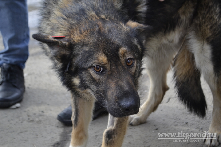 В Братске на прежнее место обитания выпустили первых двух отловленных ранее и стерилизованных собак