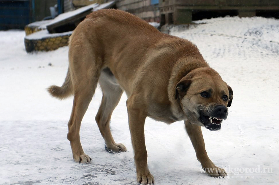 Администрация Чунского района выплатила 310 тысяч рублей семье девочки, которую покусала собака