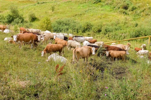 В Черемховском районе продолжается падёж скота