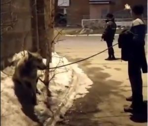 Молодого волка поймали возле дома-интерната в Иркутске