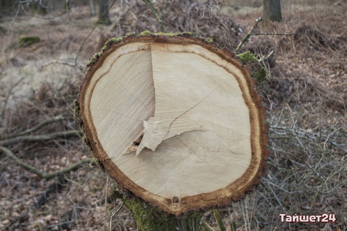 18 аварийных деревьев спилят в Тайшете за 294 400 рублей