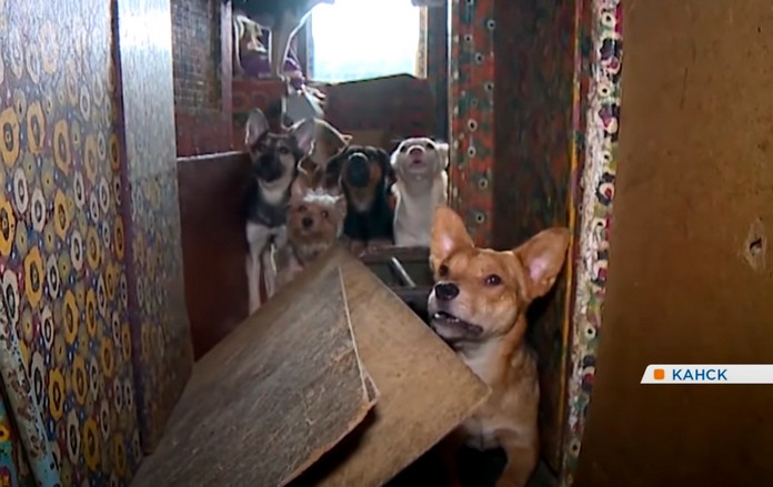 Жительница Канска поселила в своей однокомнатной квартире 50 собак. Видео