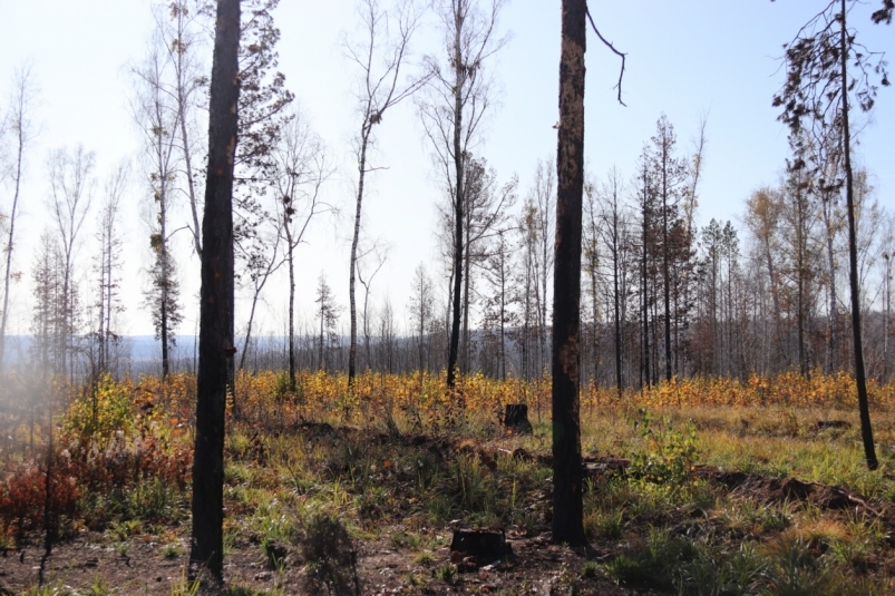 Более 26 млн рублей взыскали с недобросовестных арендаторов лесных участков в Приангарье