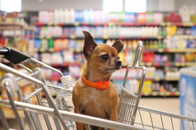 Катать собак в тележках супермаркетов запретят законодательно