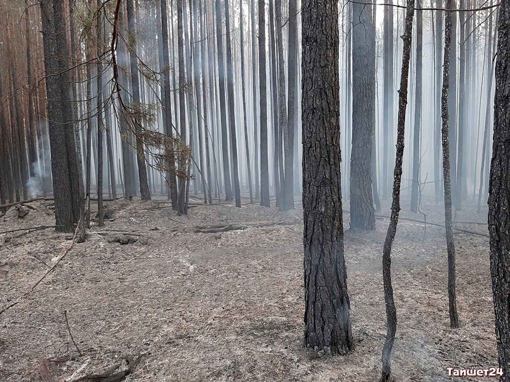 Прокуратура информирует. Ответственность за нарушение требований пожарной безопасности в лесах