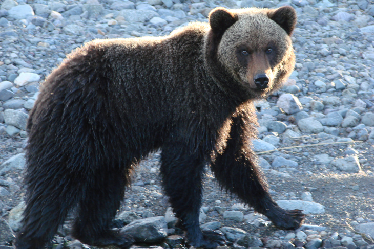 В Прибайкальском нацпарке проснулись медведи
