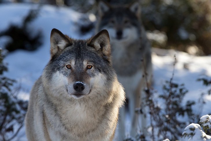 Численность волков в Иркутской области увеличилась на тысячу