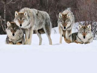 Численность волков увеличилась в Иркутской области в два раза