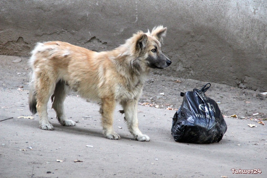 В России подсчитали количество безомных собак