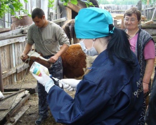 В Иркутской области от лептоспироза привьют 120 тысяч сельскохозяйственных и мелких домашних животных