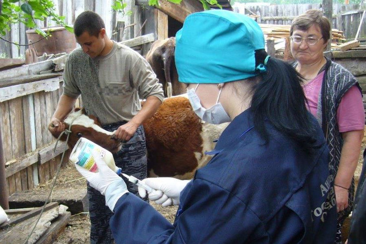 В Иркутской области от лептоспироза привьют сельскохозяйственных и мелких домашних животных