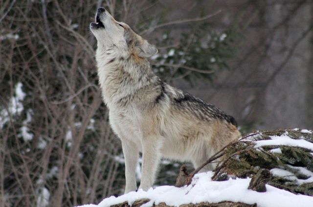 На 1000 волков стало больше в Иркутской области
