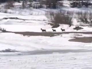 На севере Иркутской области бродячие собаки напали на трех изюбрей