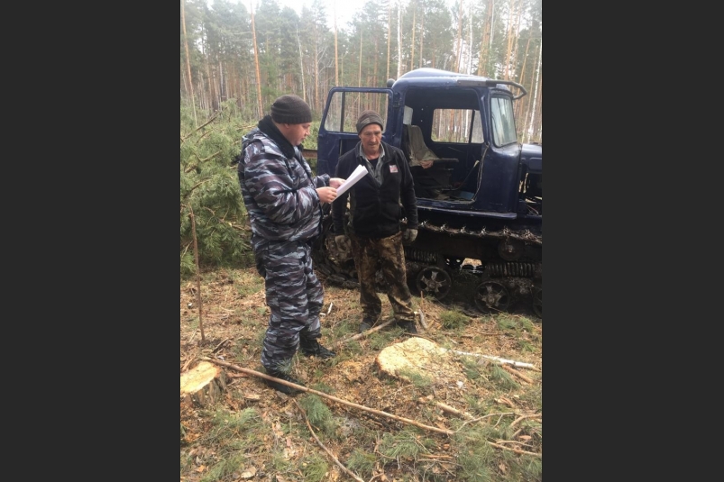 38 фактов незаконных рубок леса выявили на территории Иркутской области за две недели