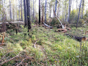 В Чунском районе 14 местных жителей обвиняются в незаконной рубке леса на пять миллионов рублей