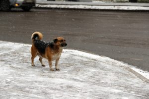Сильный ветер, мокрый снег и дождь ожидается в Иркутской области 19 апреля