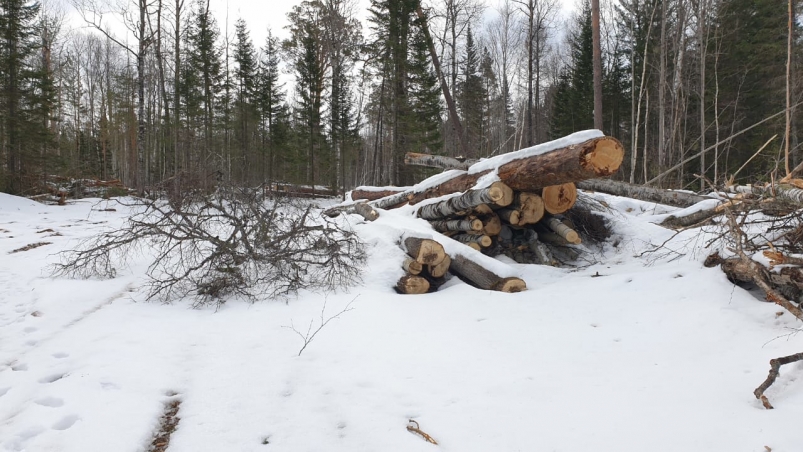 Банда черных лесорубов спилила древесину на 9,5 млн рублей в Иркутской области