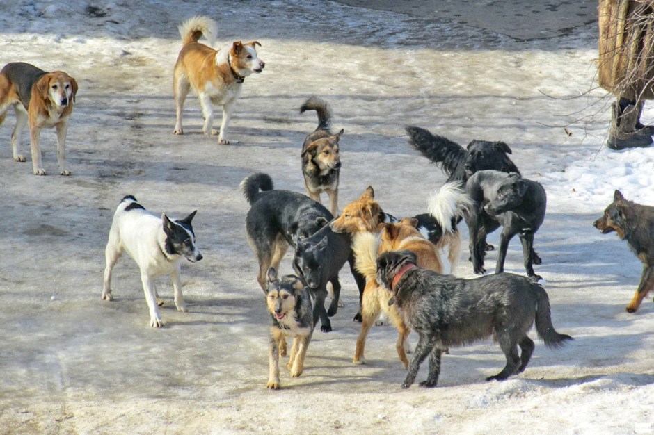 В городах и поселках Иркутской области до 1 июля пересчитают бездомных животных