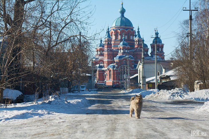 Количество бездомных животных подсчитывают в Иркутской области
